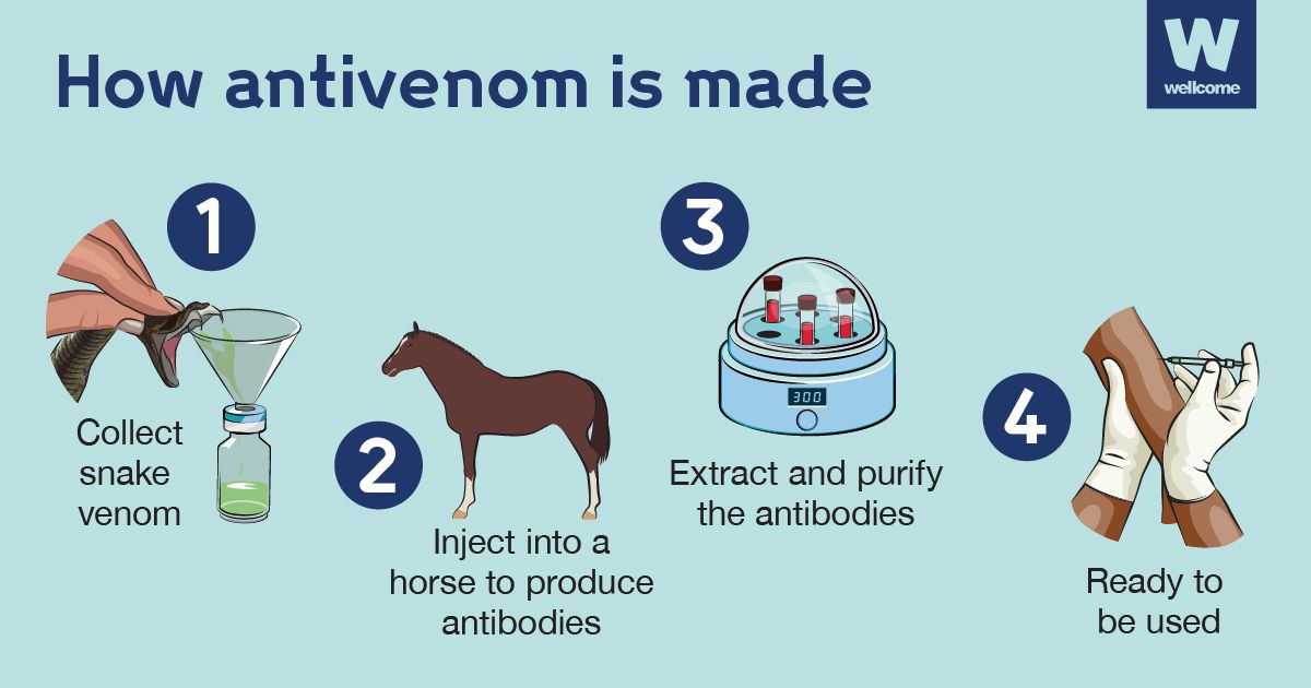 Illustration of how antivenom is made
