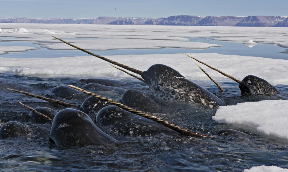 White-spotted black colored narwhal with their tusks in the sea
