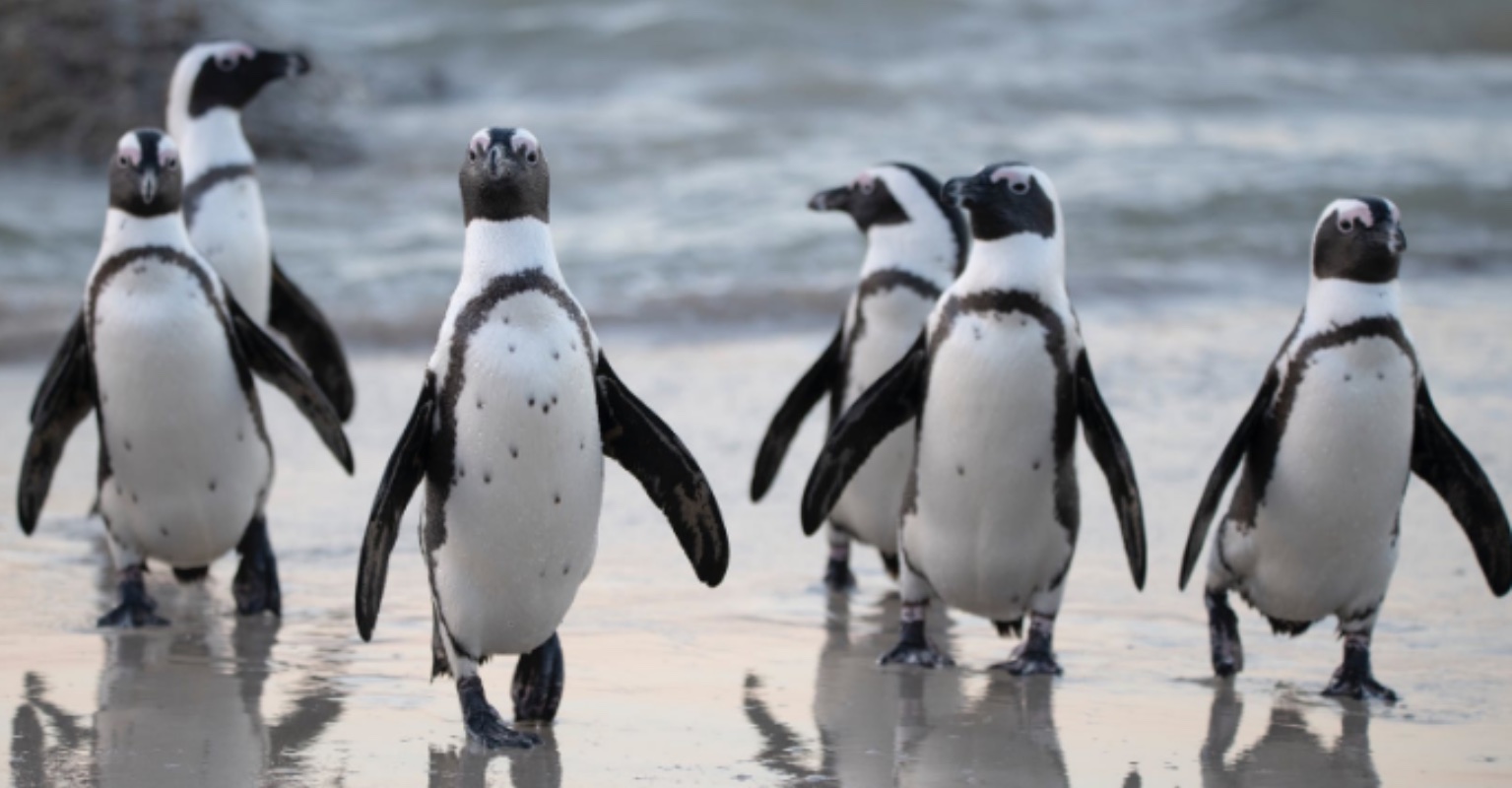 Penguins walking alongside beach