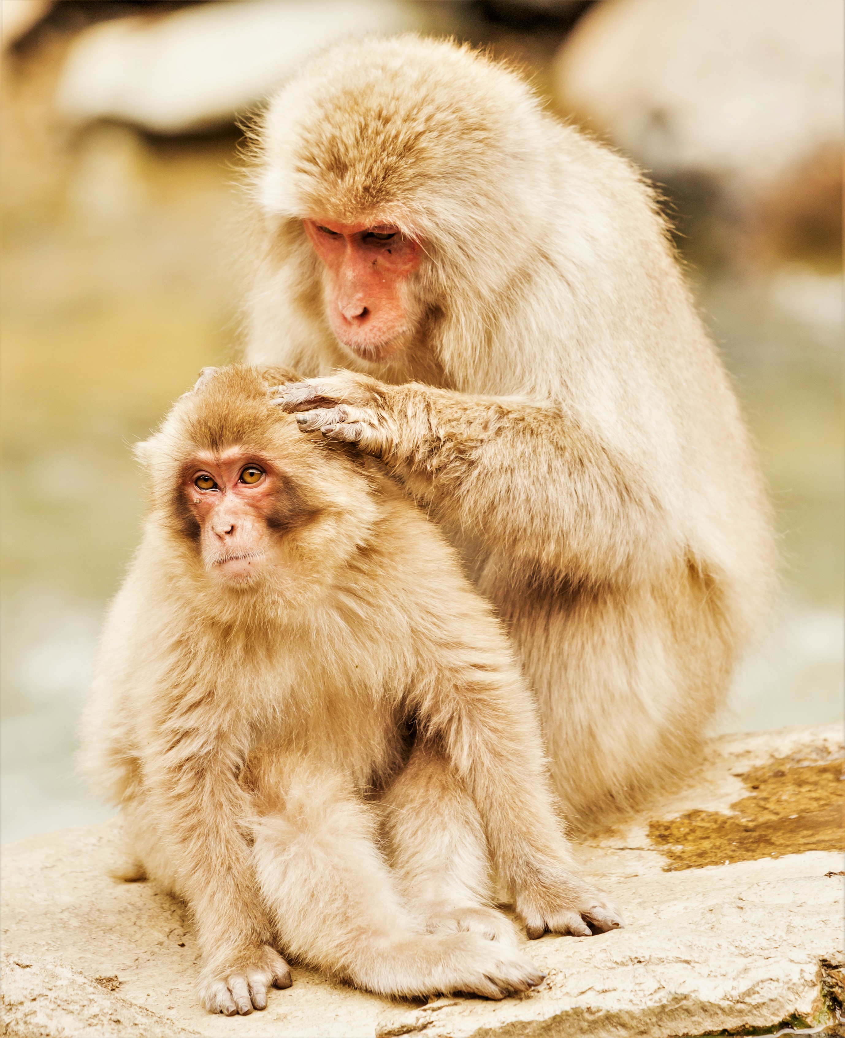 Mother japanese macaque taking care of her baby