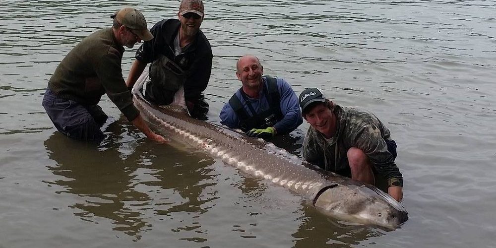Four men holding a giant sturgeon in the river