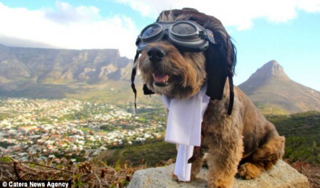 A brown and black colored furry dog wearing black swimming glasses sitting on a stone
