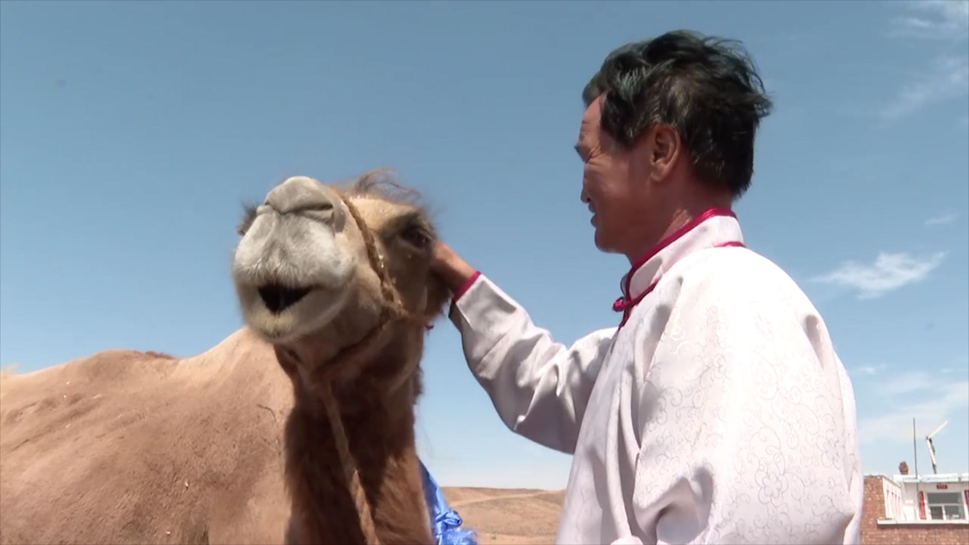An owner is patting the head of its camel