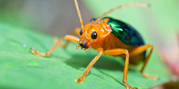 A close up shot of bombardier beetle