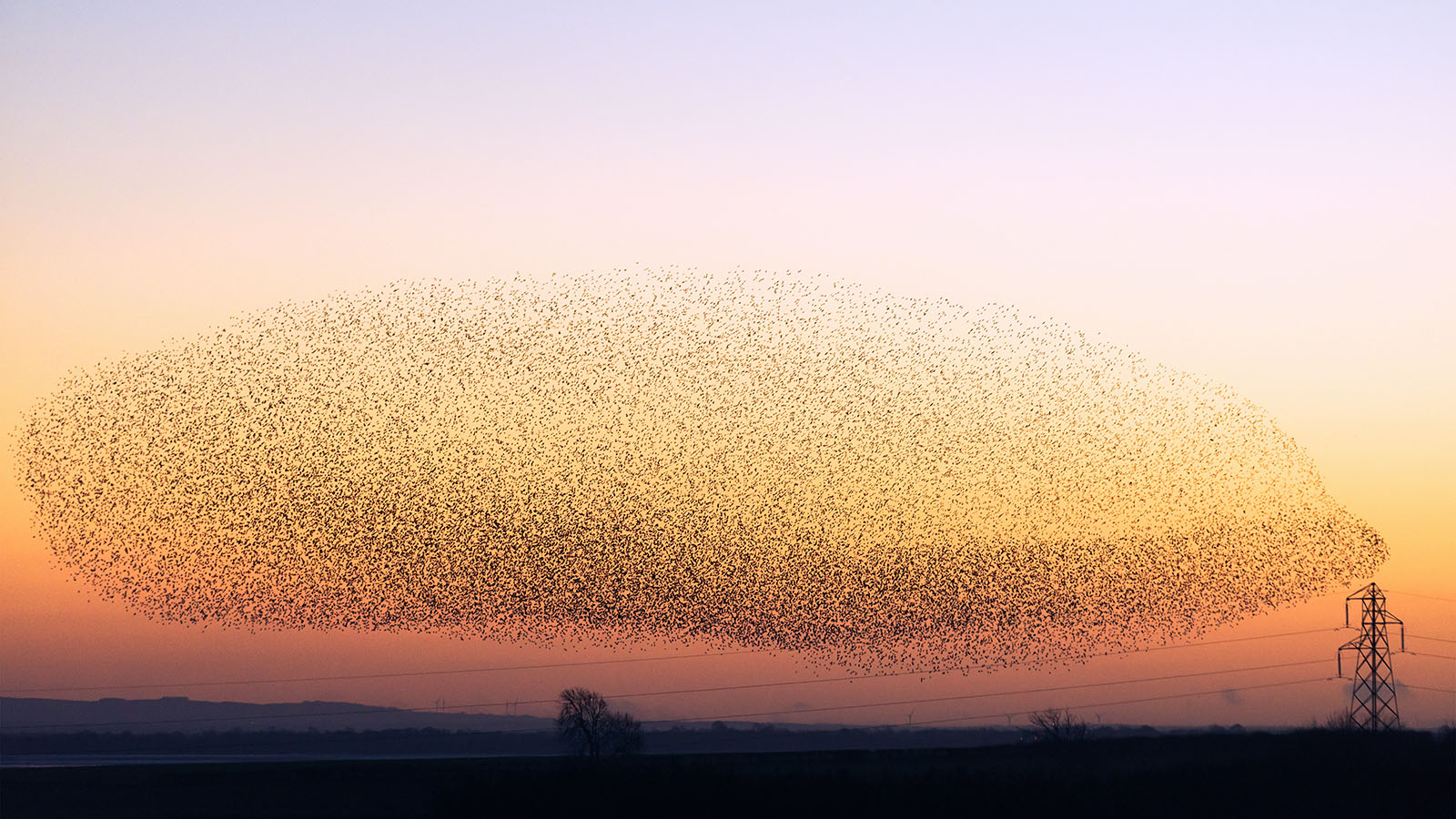 Birds flocking together during sunset