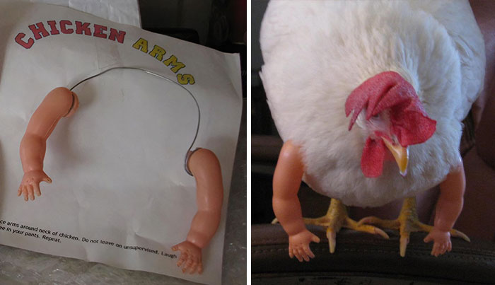 You Can Finally Buy Arms For Your Pet Chicken Just When You Thought Poultry Couldn’t Get Any More Perfect