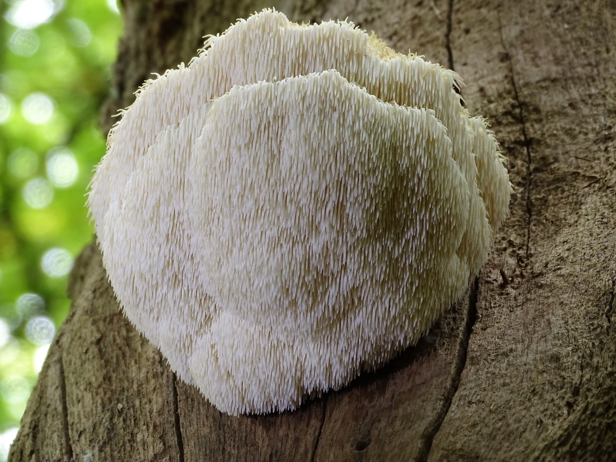 White filamentous lion's mane mushroom growing on a tree