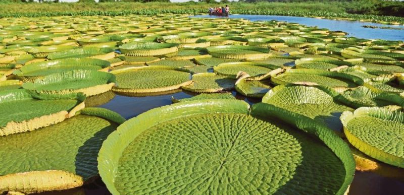 People sitting on a boat with the green colored giant lily pads in the lake