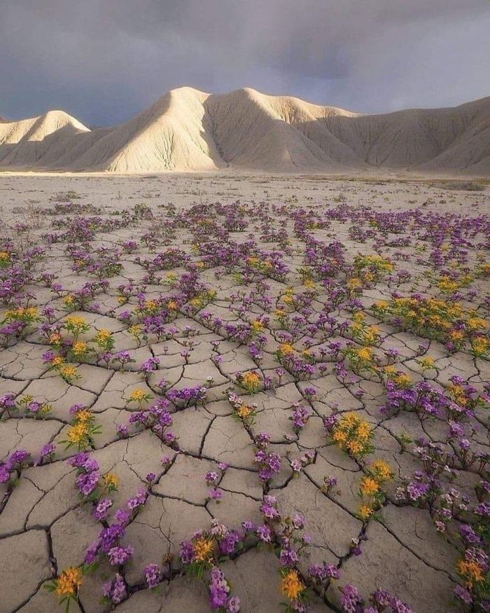 Rare Desert Bloom In The Atacama Desert Chile - Not A Fantasy Story