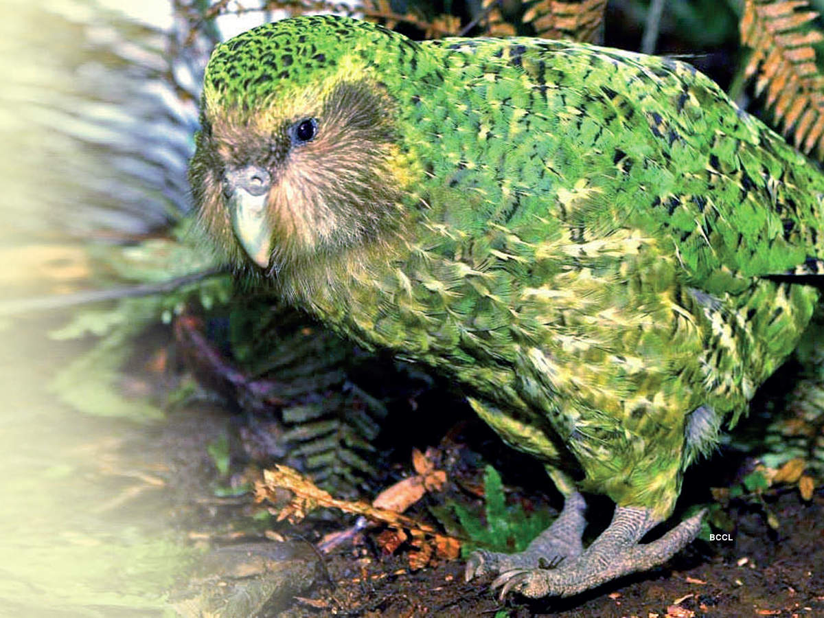 A kokapo bird in the forest