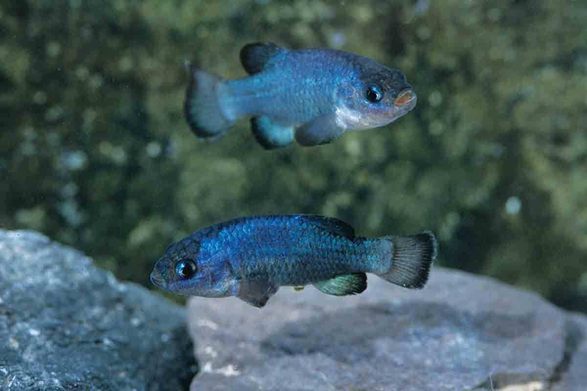 Two devils hole pupfish in the water