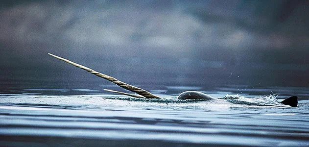 The Rare And Elusive Narwhal Also Known As The 'Unicorn Of The Sea'