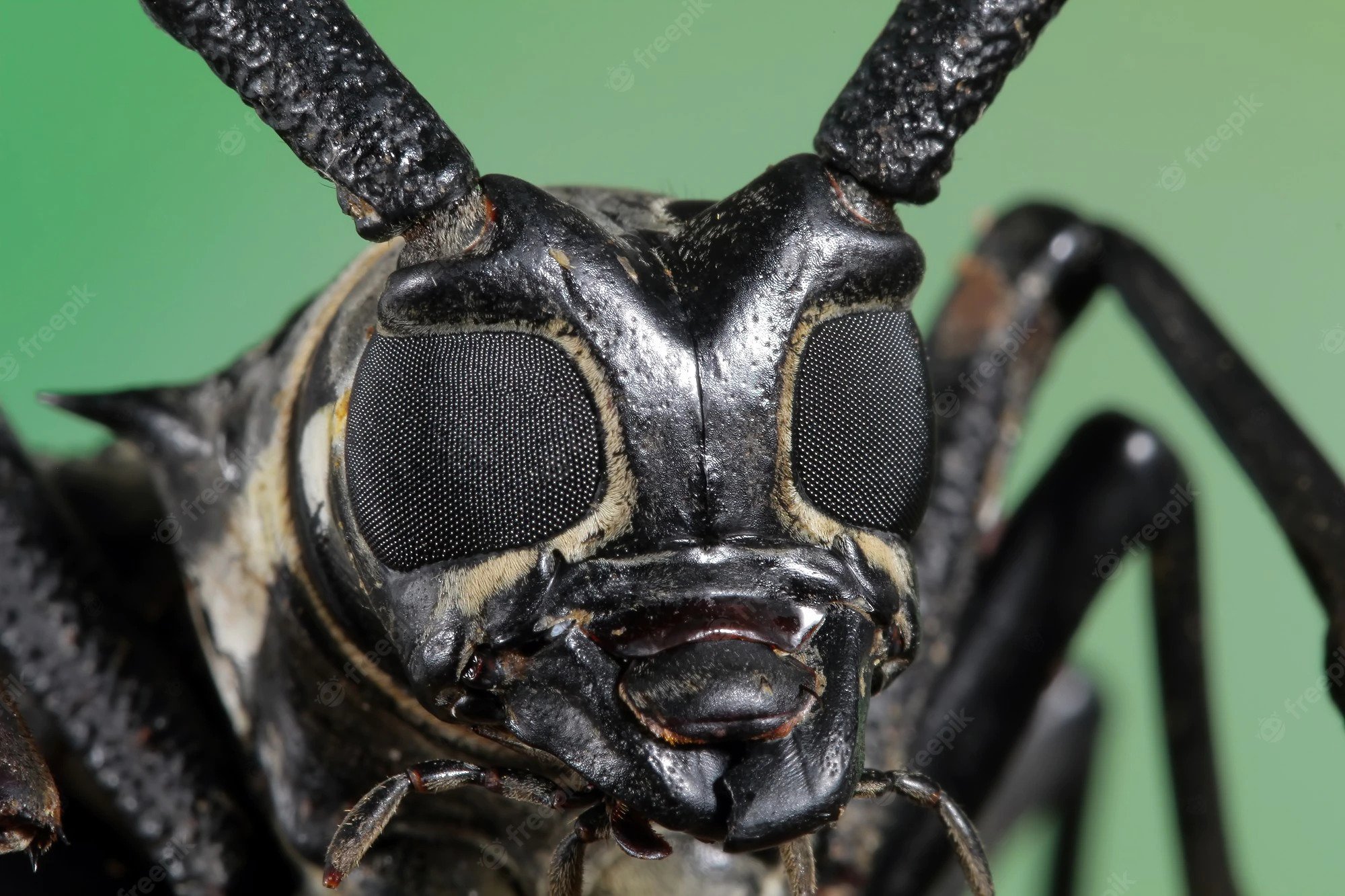 Long Horn Beetle - Close Up Of The Beetle That Looks Like A DC Supervillain