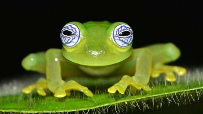 Frontal view of a glass frog