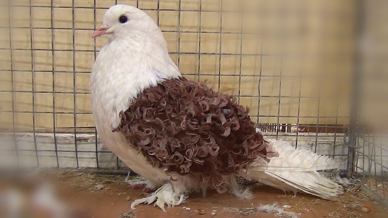 A dirty white colored breed of pigeon in the Bird's cage with curly brown feathers on its wings