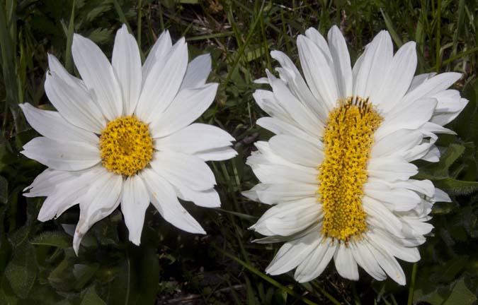 The Spellbinding Phenomenon Of Flower Deformity Or Fasciation
