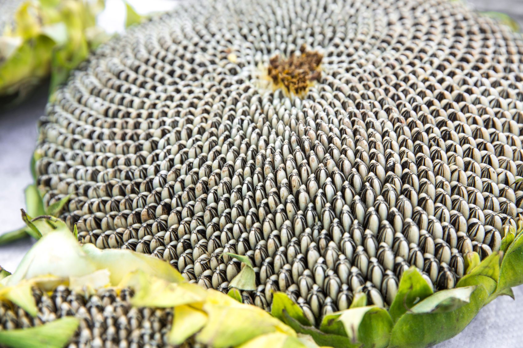Close up view of the sunflower seeds area