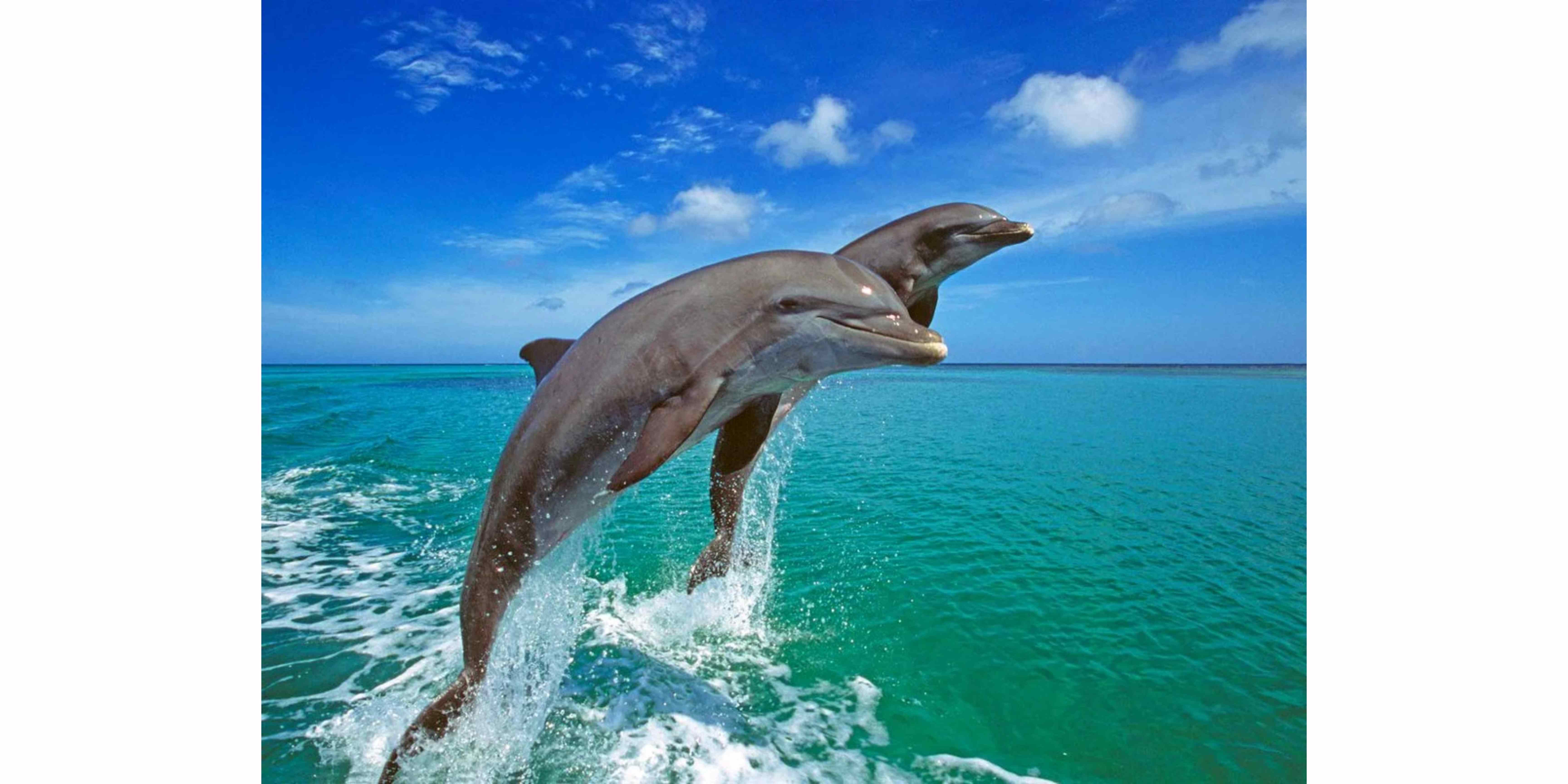 Two dolphins leap into the sea