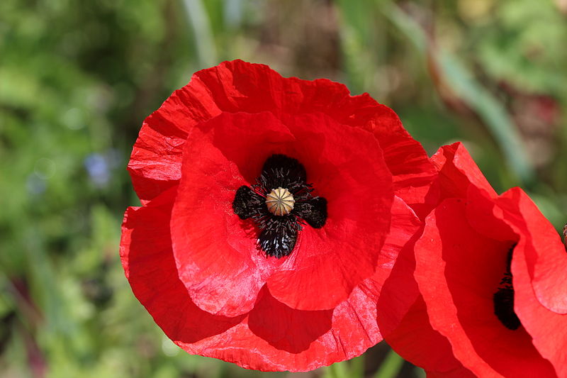 Red-colored poppy flower with black center