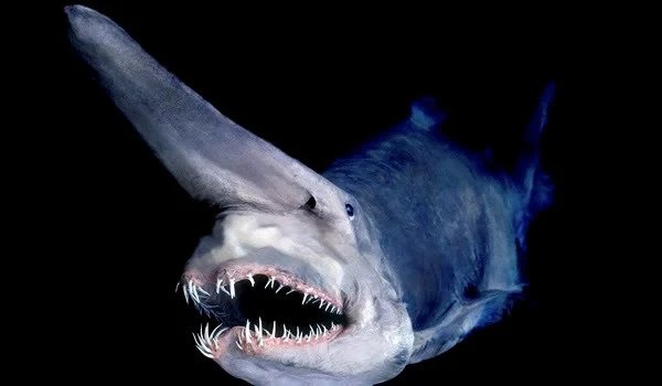 A frontal view of the face of blue colored and long nose deep-sea shark