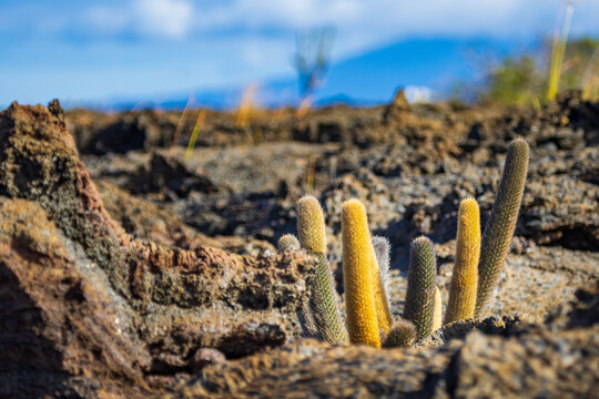 Yellow and dusky green colored finger-shaped Lava Cactus plant in a barren lava field