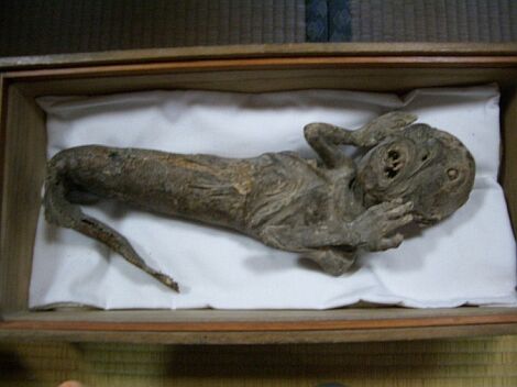 Mermaid mummy in a wooden coffin