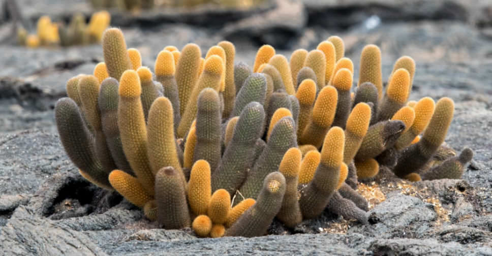 The Lava Cactus Brachycereus Nesioticus Grows Exclusively On Fresh Lava Fields