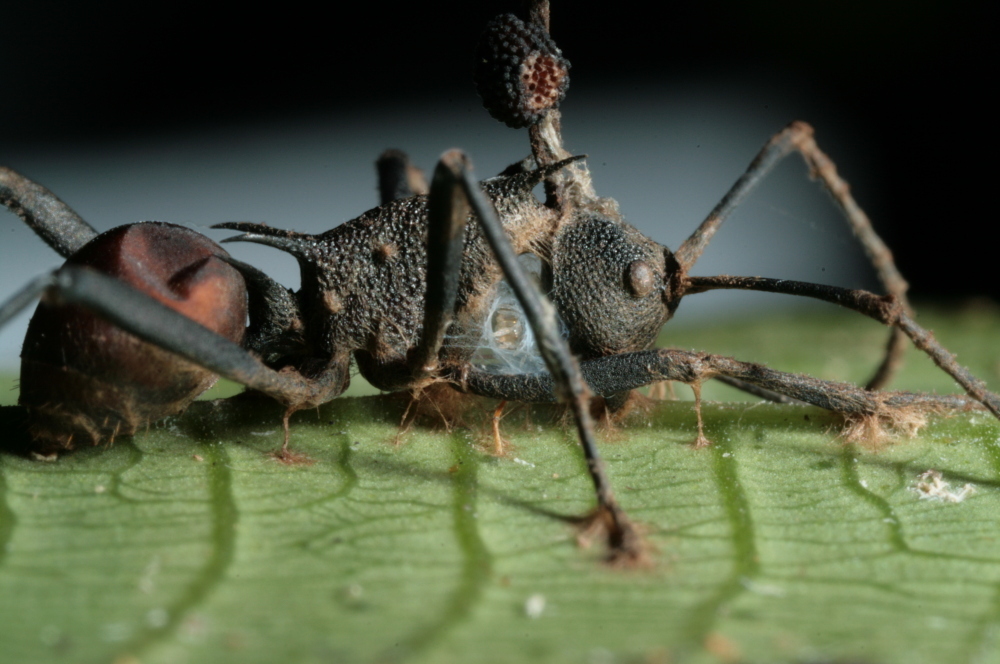 A close up shot of a zombie ant