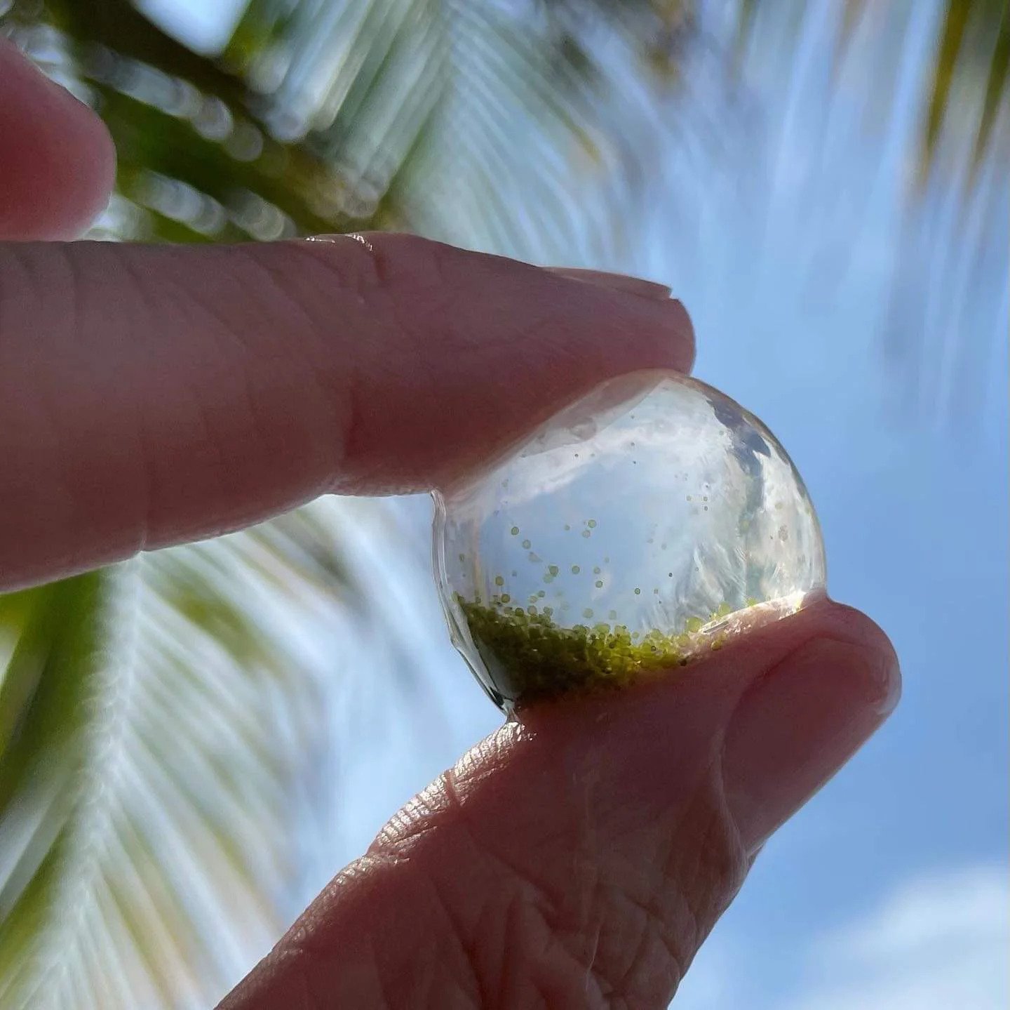A man holding a single-celled bubble alga in the sunlight