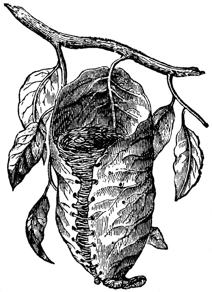 An black and white drawing of a tailor bird nest made from leaves