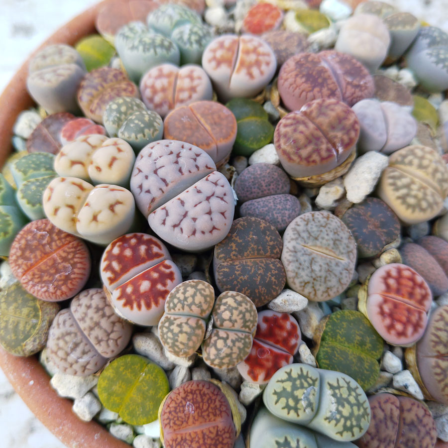 A close up shot of collection of different vrieties of lithops plants in a pot