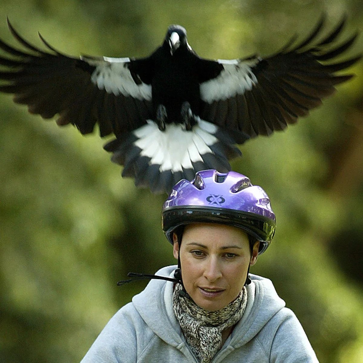 Magpie swooping on a lady bicycle rider