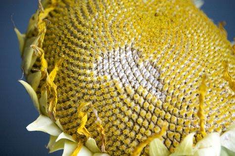 Close up view of seed section of the sunflower