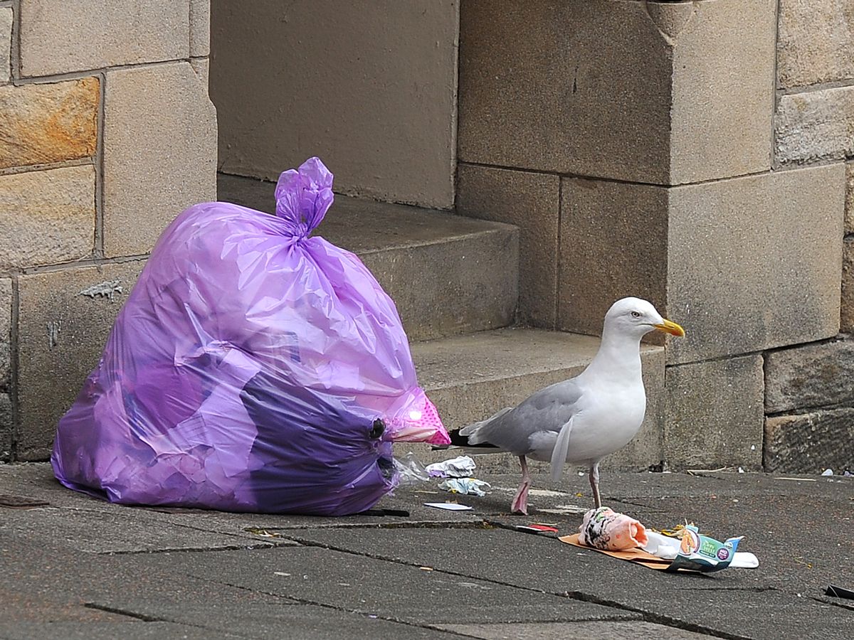 A Seagull poked a violet colored garbage bag on the side of the street