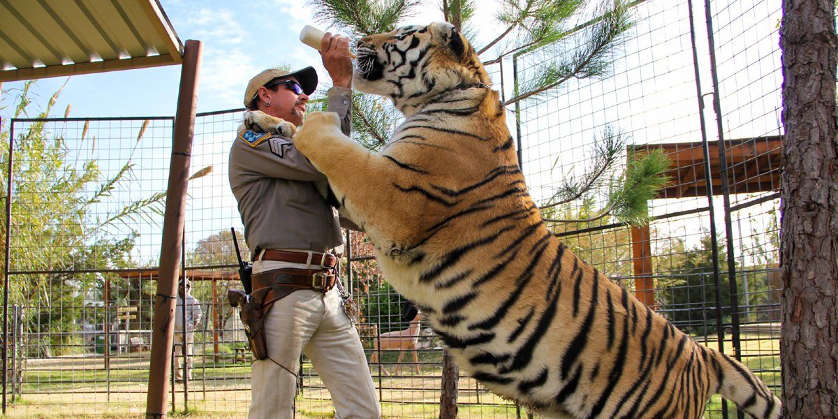 A tiger playing with an officer in its cage 