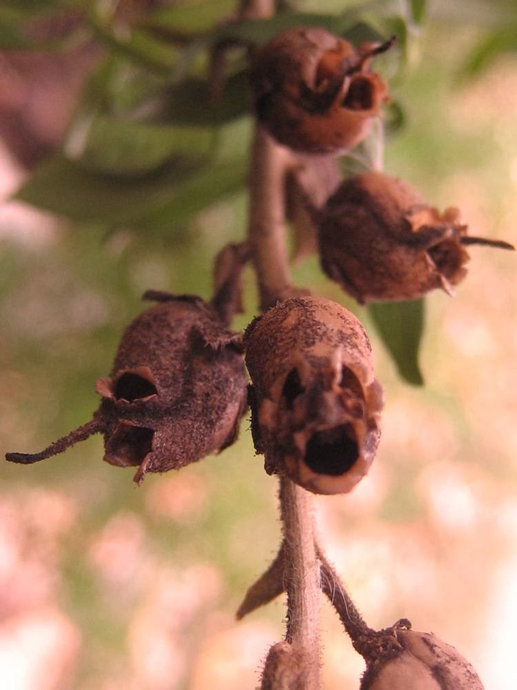 Close up shot of snapdragon seed pods