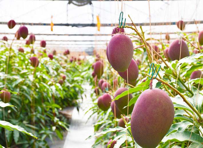 Miyazaki mangoes grown in a greenhouse