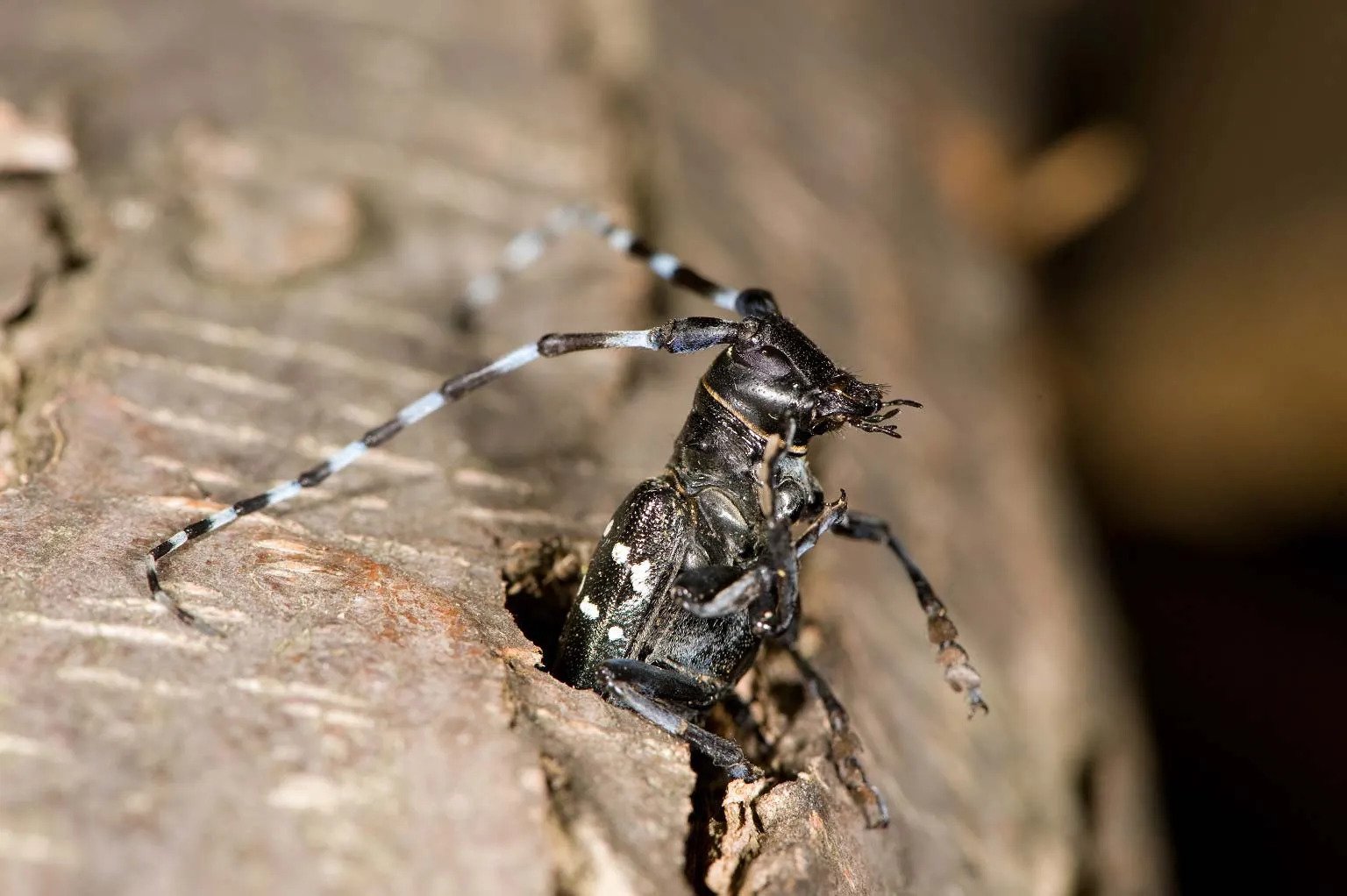 Asian longhorn beetle coming out from tree trunk