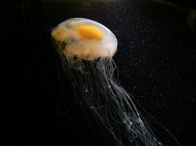 You Will Be Thrilled To See This Fried Egg Jellyfish