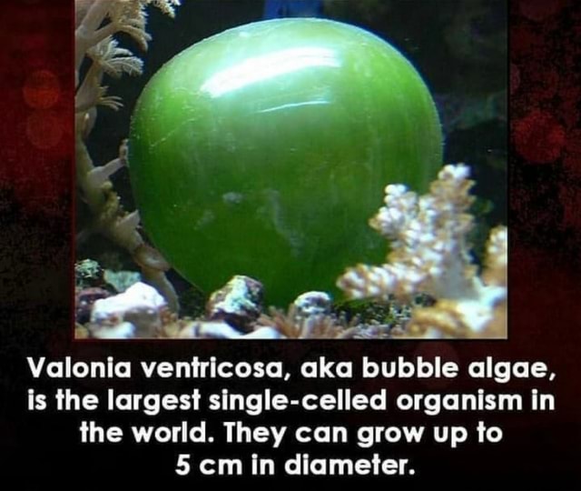 A giant cell of green-colored Valonia Ventricosa aka bubble algae in the sea