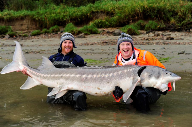 Two men holding a giant sturgeon fish