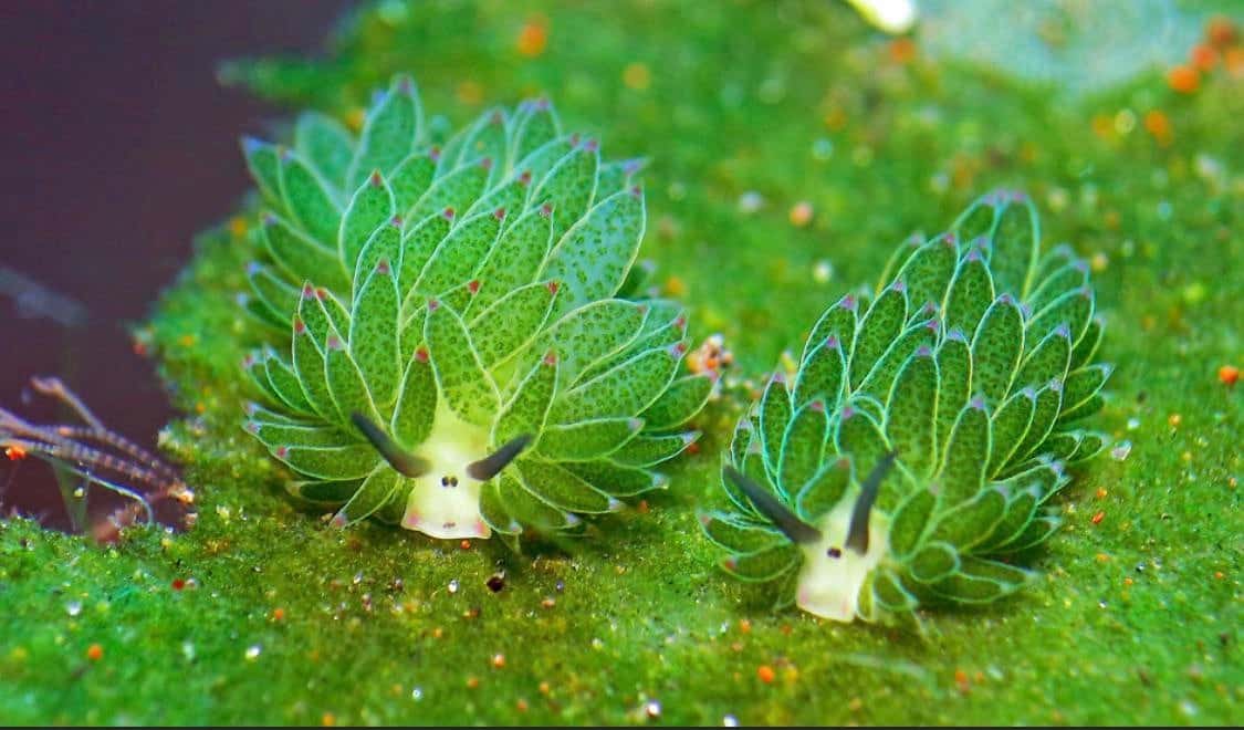 Leaf Sheep - A Leaf Slug That Can Photosynthesize