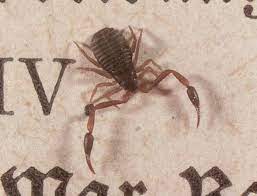 How Book Scorpions Protect Our Beloved Books From Dust Mites And Book Lice