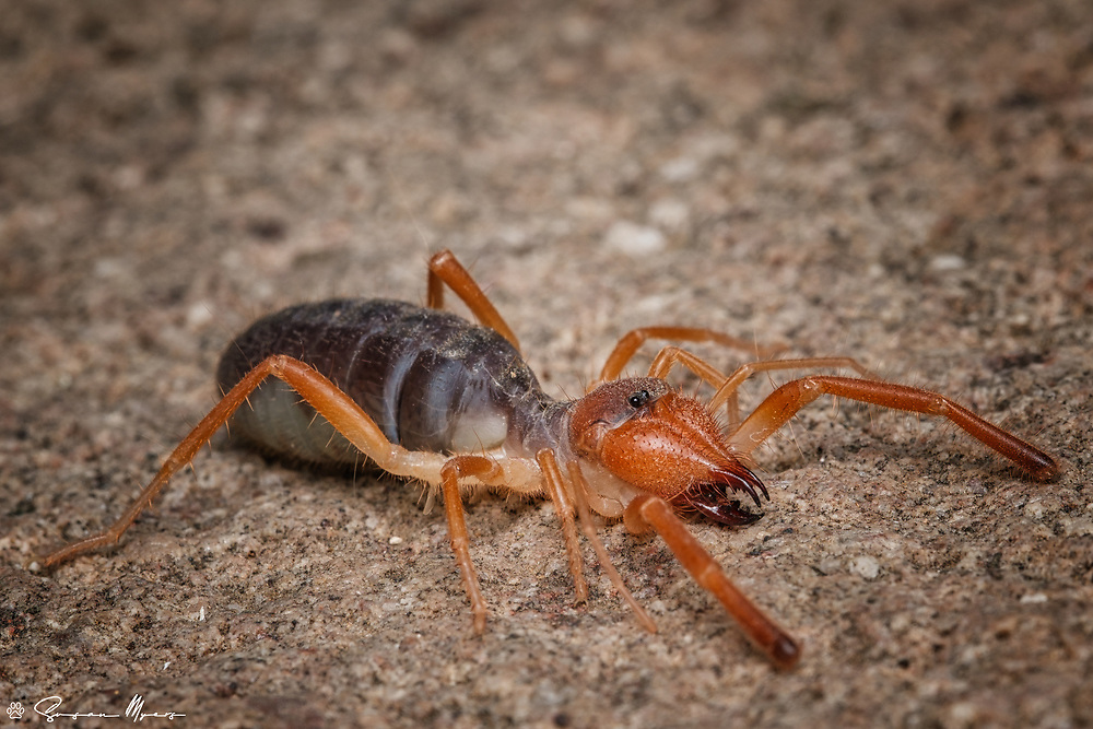 Solifugae - They  Are Neither True Scorpions Nor True Spiders
