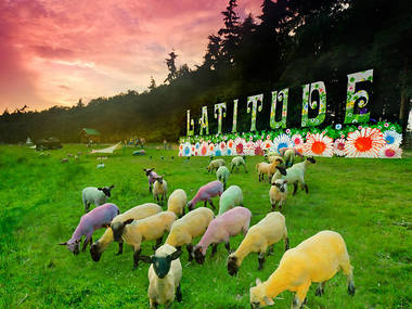 Colorful sheeps eating grass