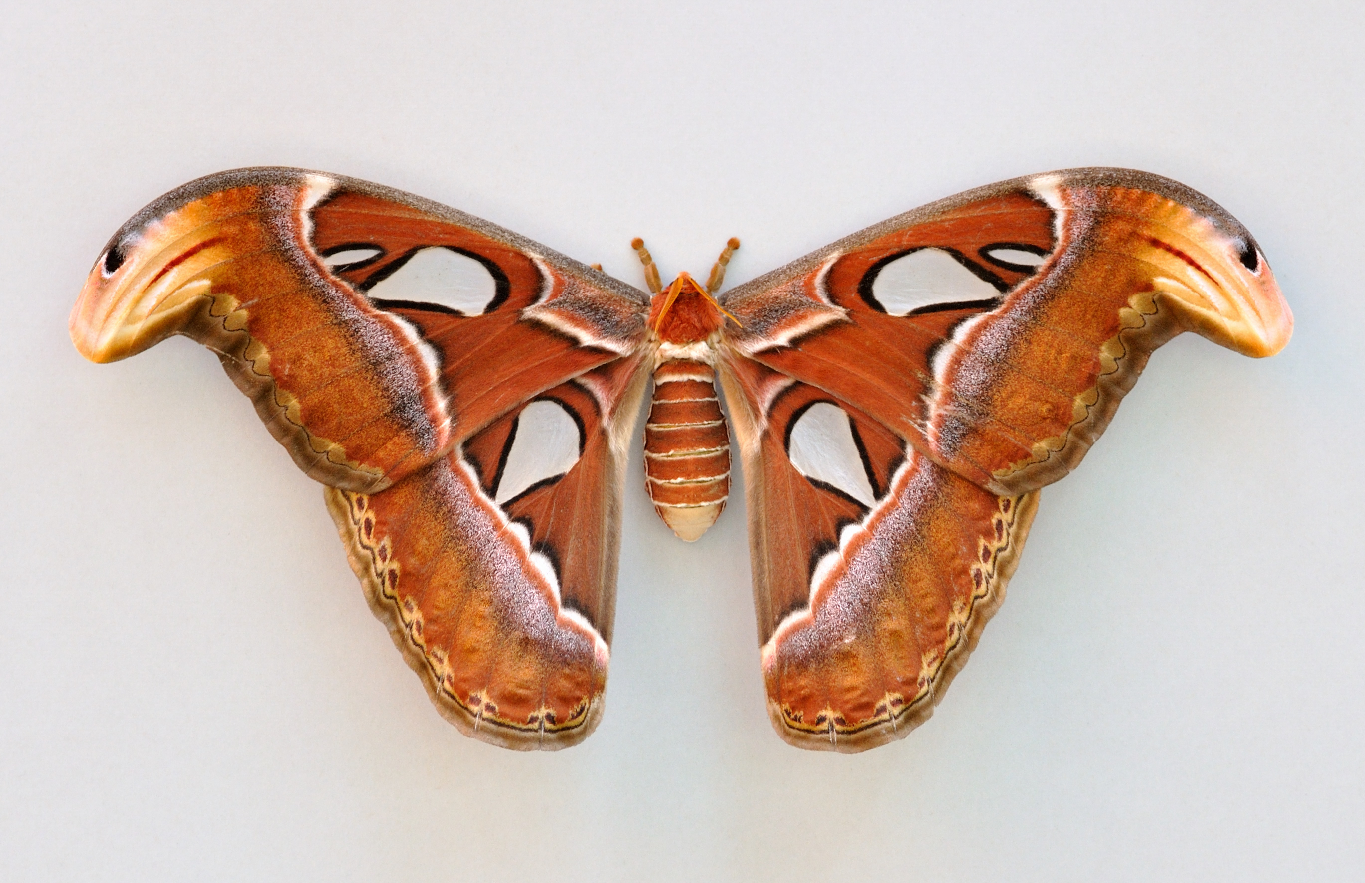 A close up shot of pink-shaded Atlas moth