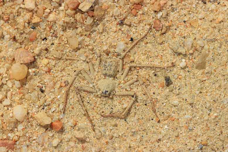 A six eyed sand spider camouflaging itself by burying in sand