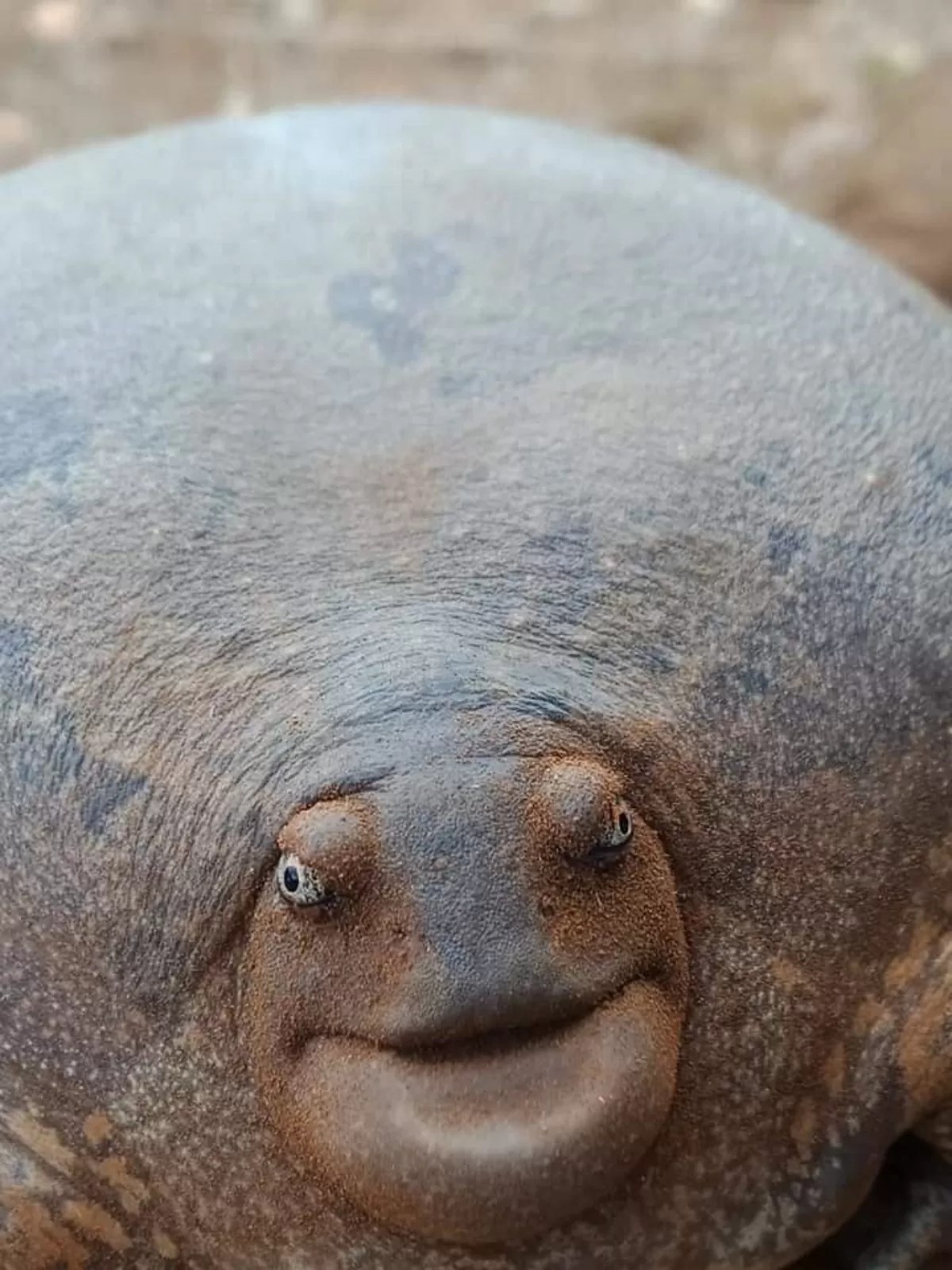 A closer look in the blunt-headed burrowing frog's face
