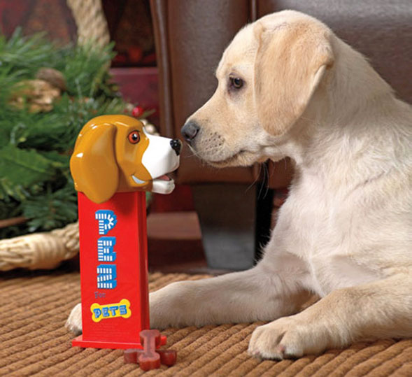 A skin-white dog playing with a red 'pez' on a brown carpet
