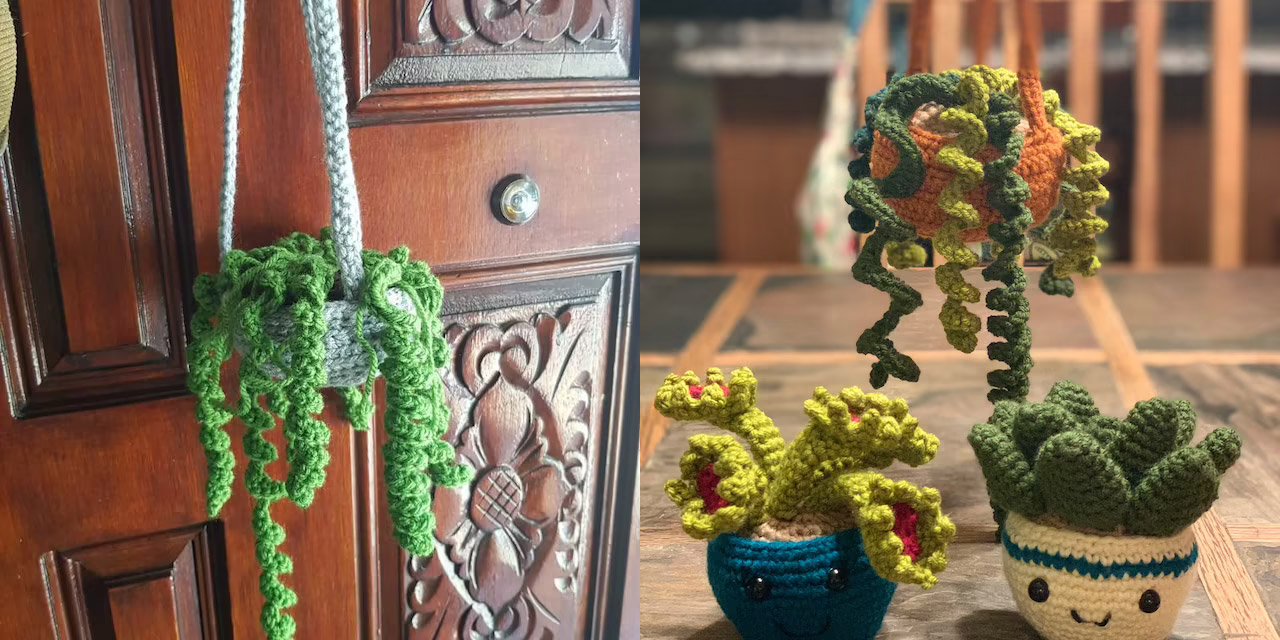 Hanging, succulent, and venus flytrap on wooden cabinet and table